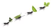 werkende mieren levenswijze